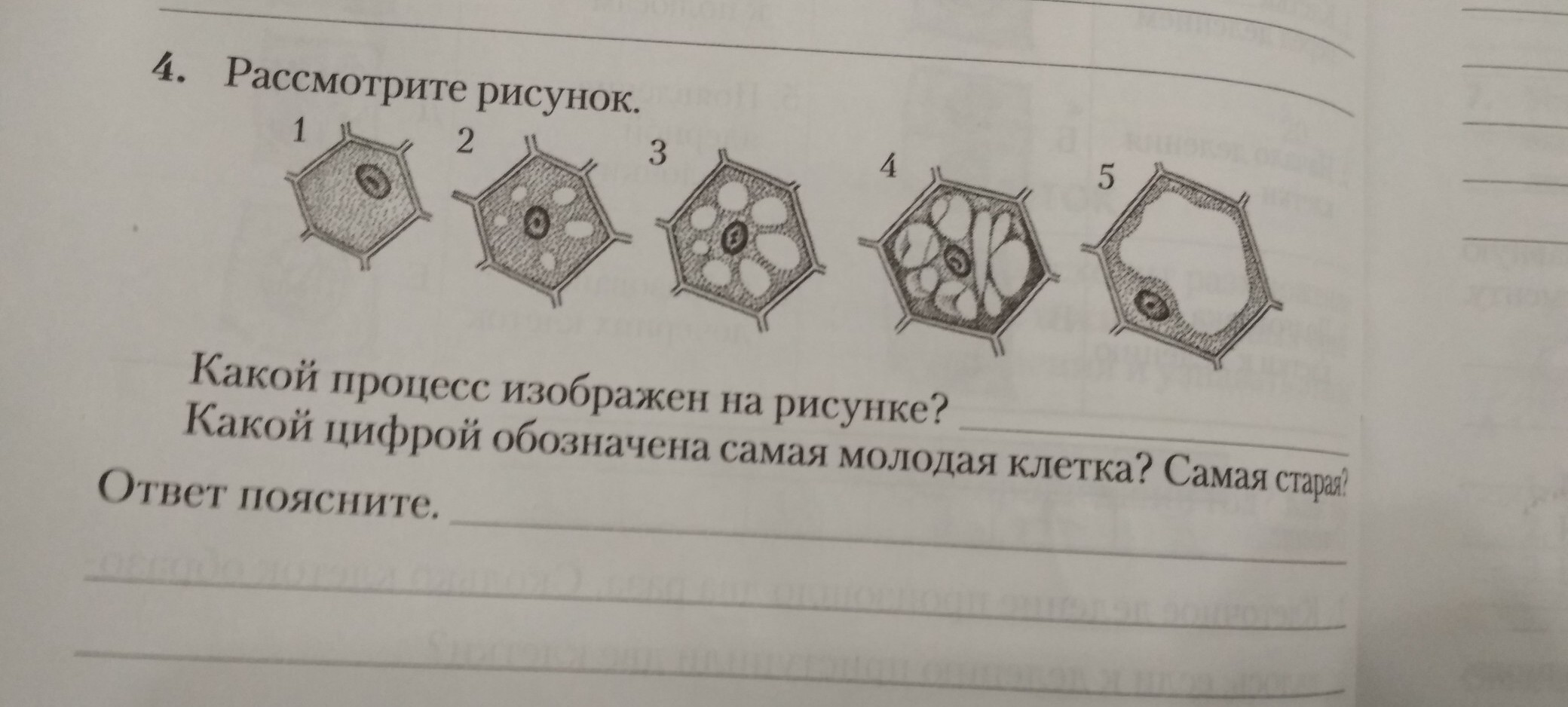 Схема какого процесса изображена на рисунке ответ поясните какой период обозначен цифрой 3