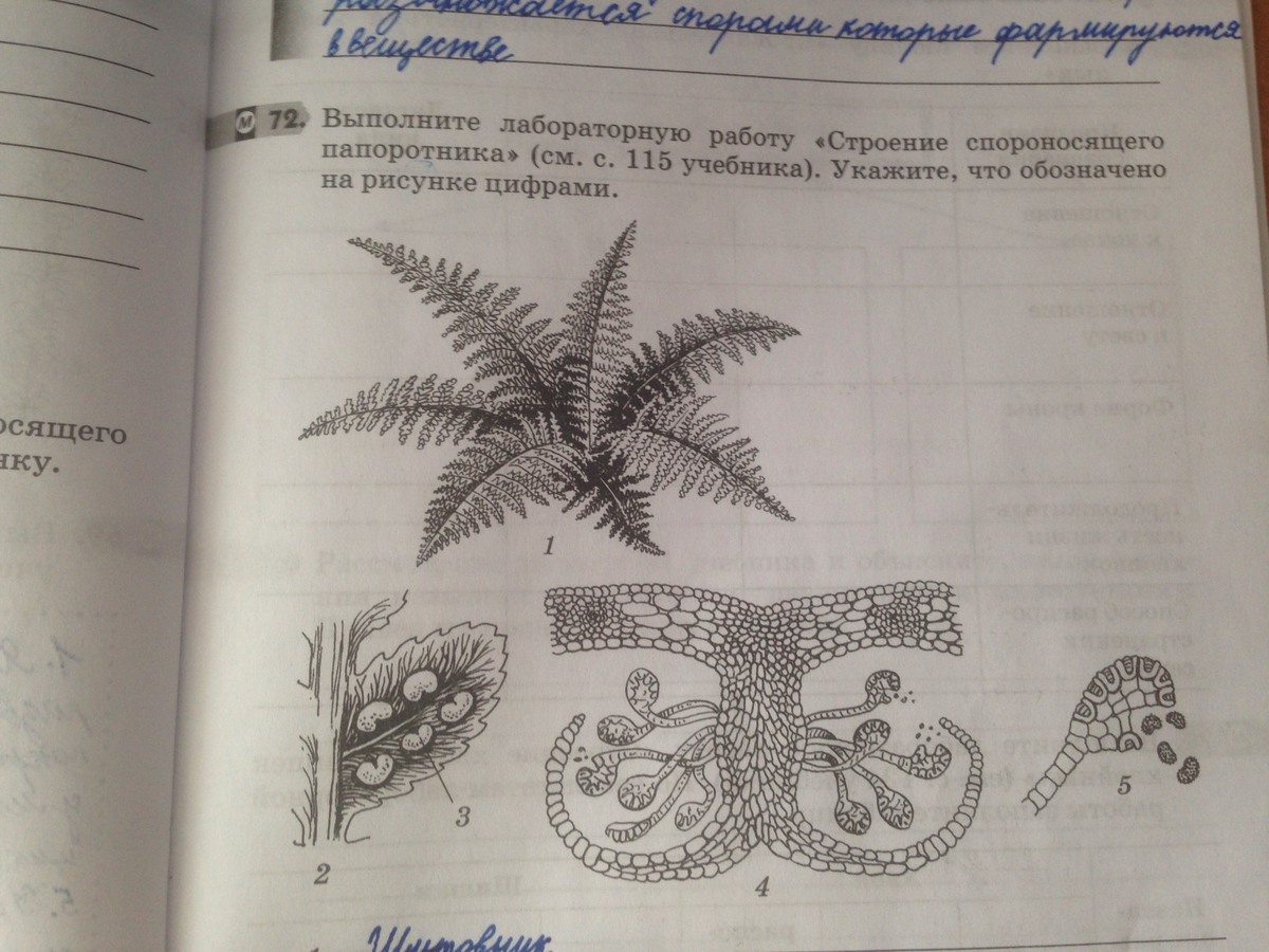 Выполните лабораторную работу строение спороносящего папоротника укажите что обозначено на рисунке