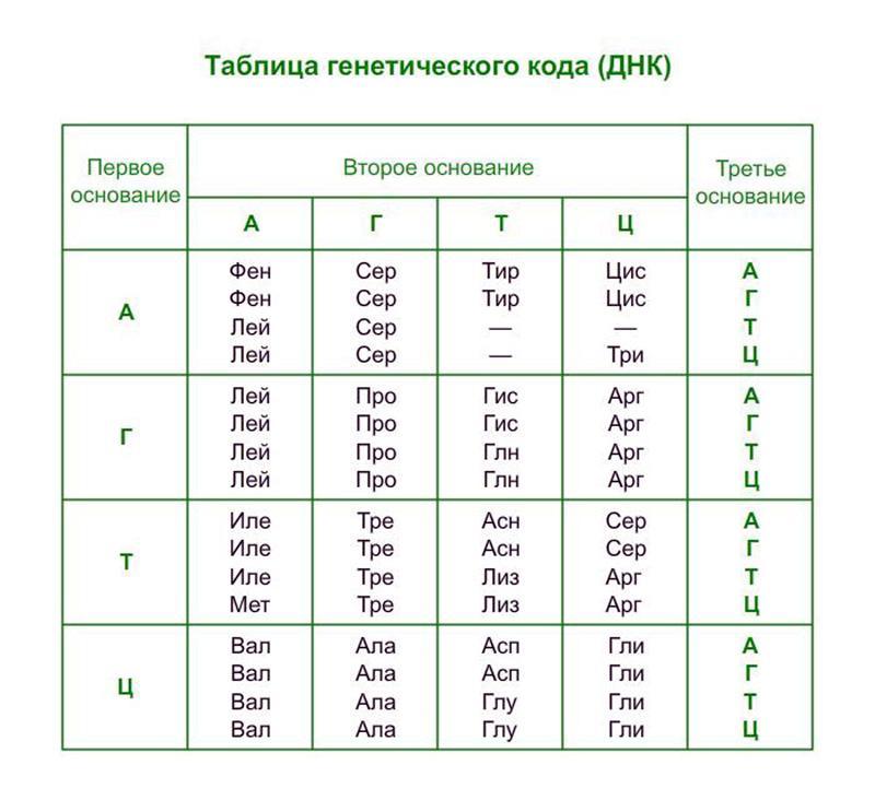 Схема генетического кода