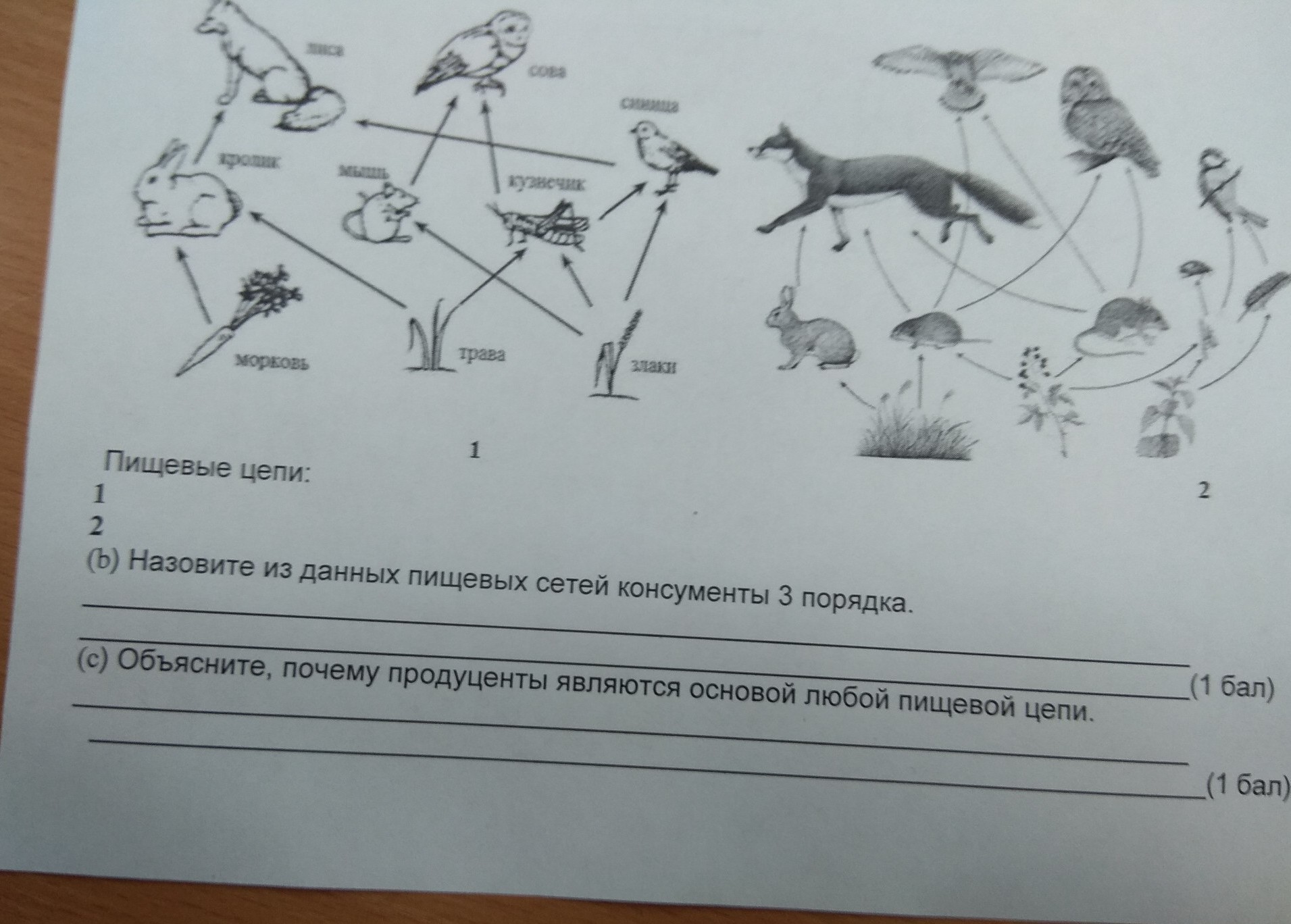 Какой из организмов изображенных на рисунке является консументом третьего порядка дайте определение