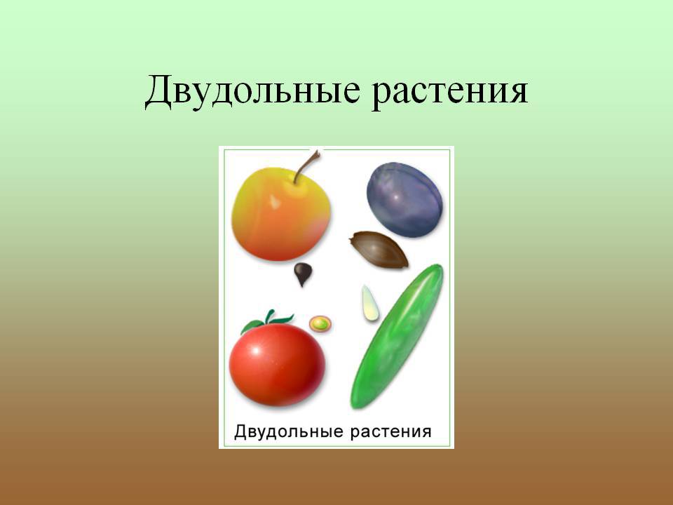 6 двудольные растения. Двудольные растения. Дву доль ные рас те ния. Виды двудольных растений. Двудольные растения примеры.