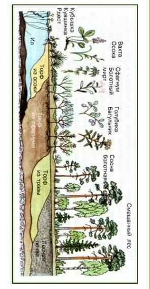 Расположите растения расположите растения. Виды экологических сук. Расположи растения в верном порядке смешанный лес. Расположи растения в верном порядке. Вторичная экологическая сук.