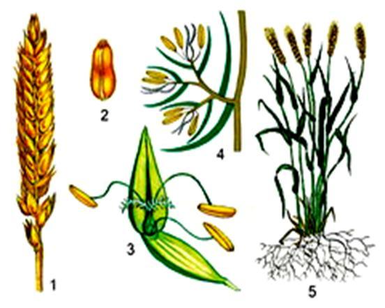 Злаки растения соцветие. Пшеница однодольное. Соцветие пшеницы биология. Строение пшеницы семейство злаковых. Семейство Мятликовые пшеница.