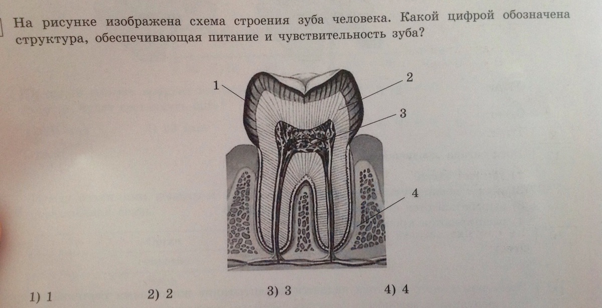 Что изображено на рисунке биология 8 класс