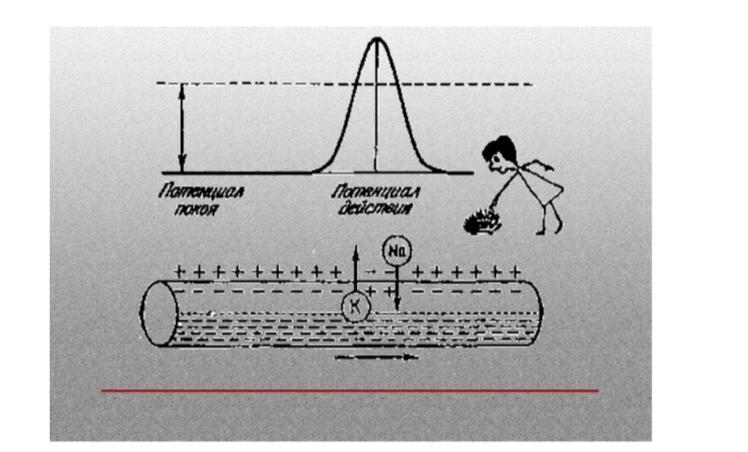 Объясните механизм возникновения. Поясняющий рисунок импульса. Рисунок поясняющий что либо. Объясните механизм возникновения волн. Двусторонняя передача нервного импульса.