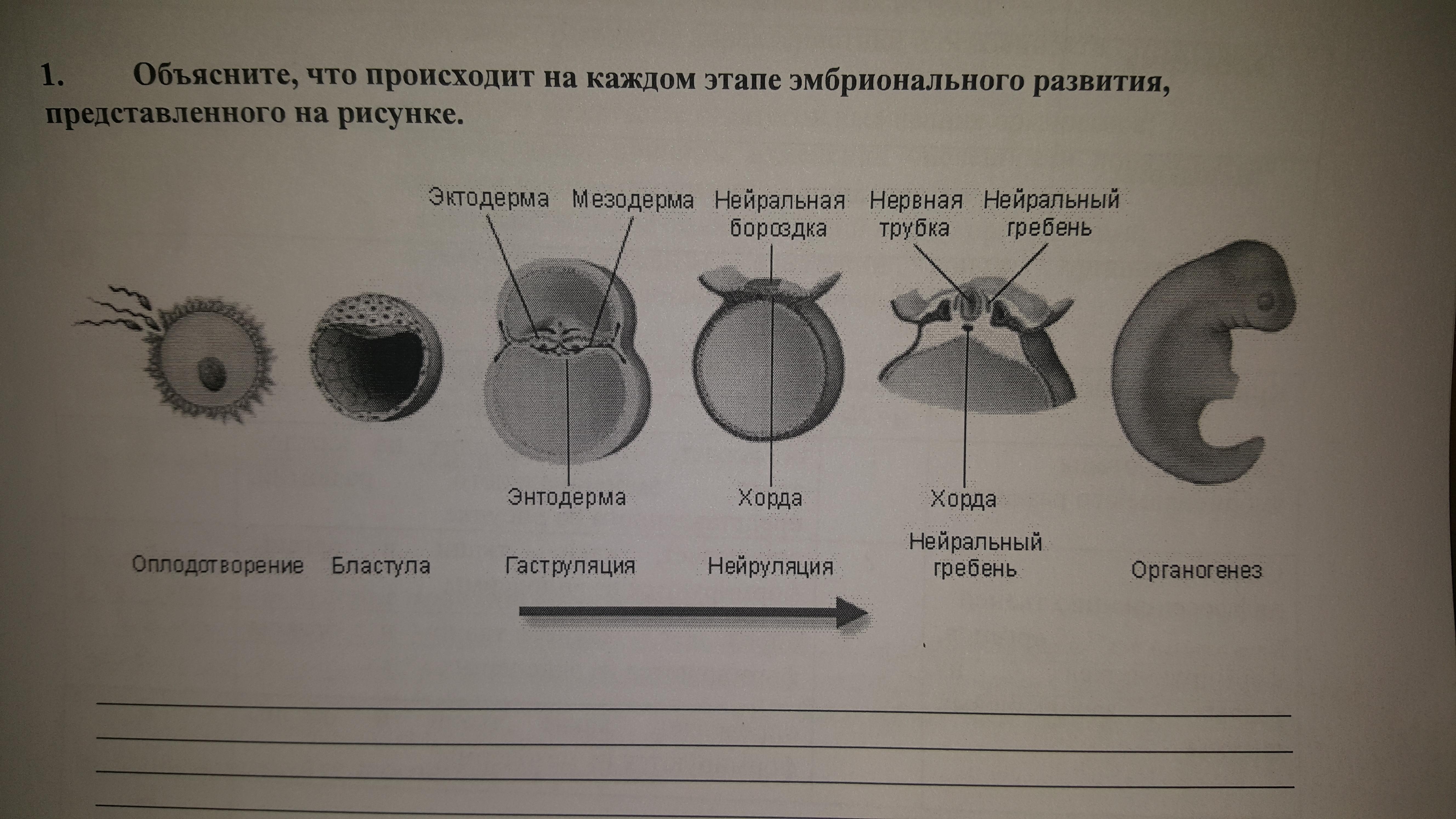 Какие стадии эмбрионального развития указаны на рисунке под цифрами 1 6 ответ занесите в таблицу