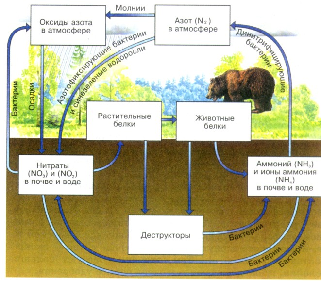 Схема превращения азота
