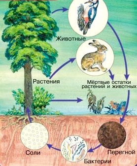 Приведите свои примеры связей каждой группы изобразите их с помощью схем