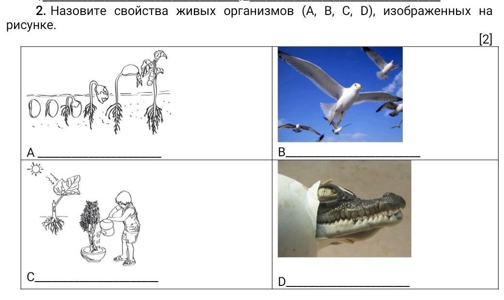 Какое свойство живых систем изображено. Свойства живых организмов рисунок. Какое свойство живых организмов изображено на рисунке?. Свойства живых организмов изображение на рисунке. Как называется свойство организмов изображенное на рисунке.