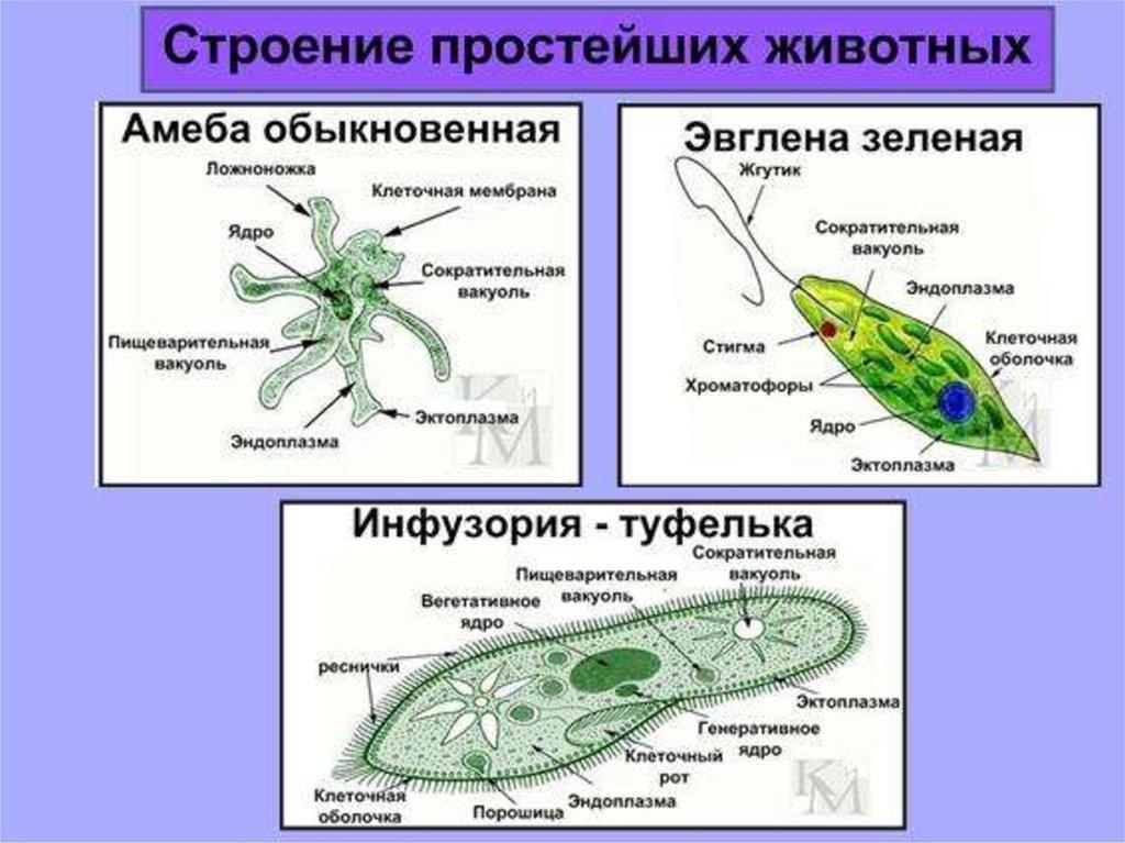 К какому царству подцарству типу относят изображенный на рисунке организм укажите название и роль