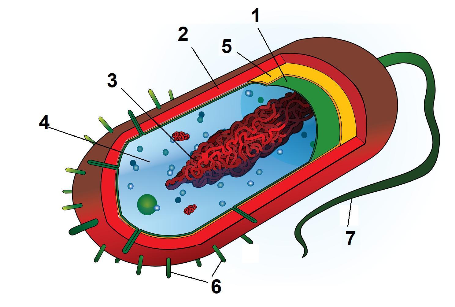 Схема бактериальной клетки