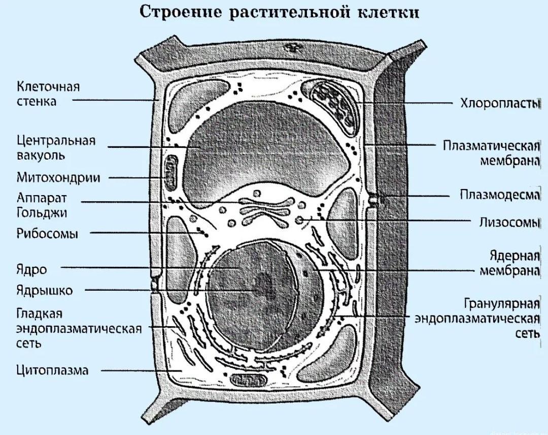 Какой органоид обозначен на рисунке цифрой 1