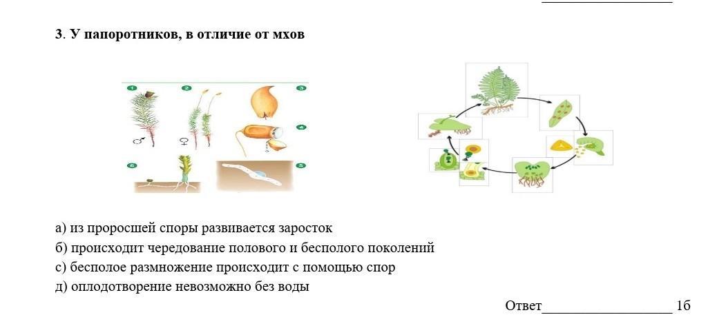 У папоротников в отличие от мхов...