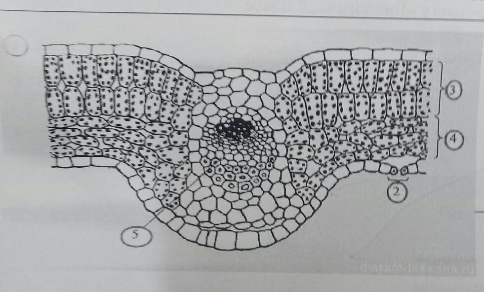 Что обозначено на рисунке 1 5. Ассимиляционная ткань обозначена на рисунке буквой а б. Цифрами 3 4 6 на рисунке обозначена.