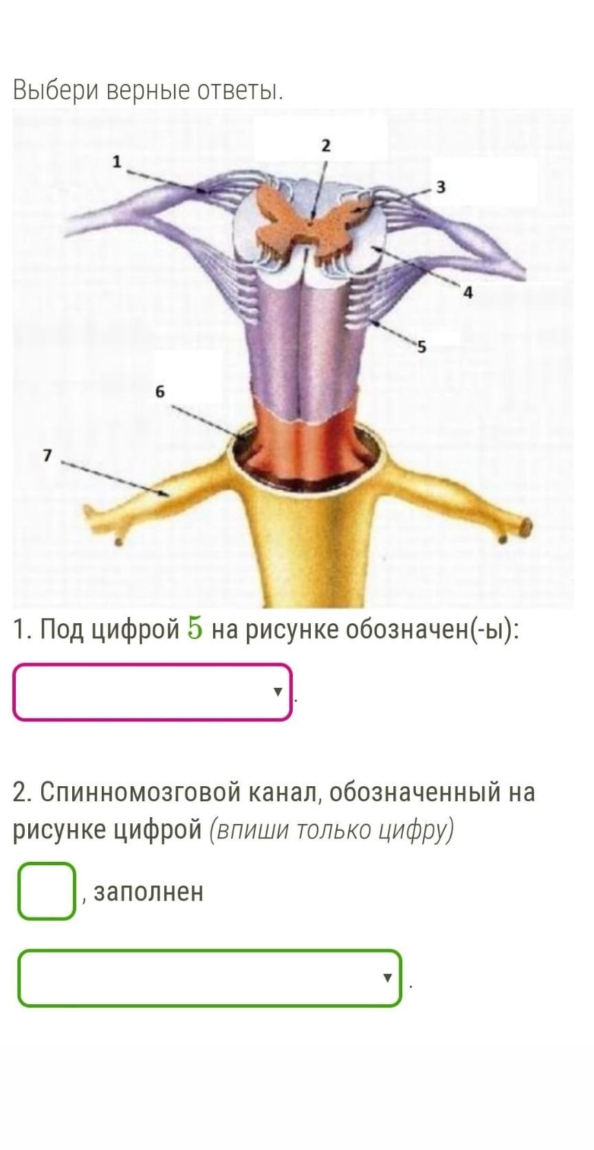 Под цифрой 5 на рисунке обозначены спинномозговой канал