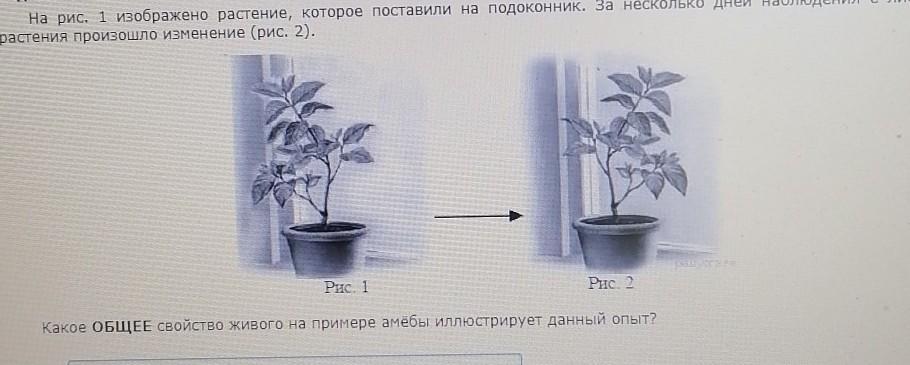 На рисунке изображено растение которое поставили на подоконник за несколько дней наблюдений