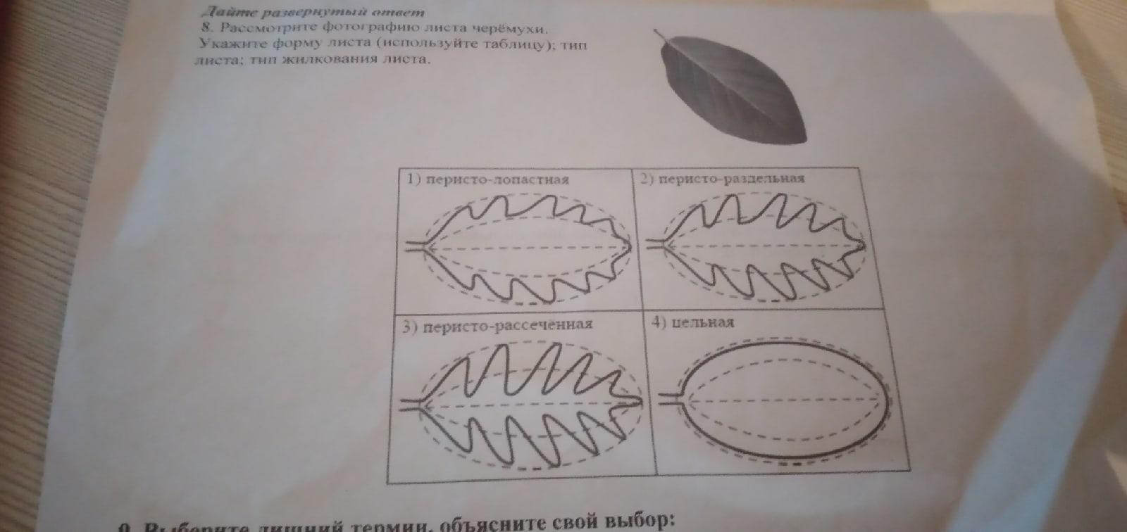 Форма листа сирени