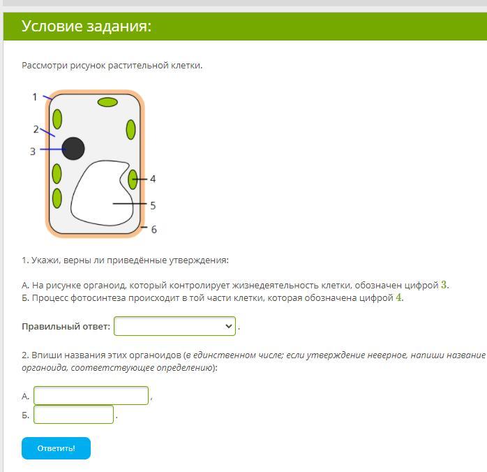 Верно ли ученик составил схему органоиды растительной клетки