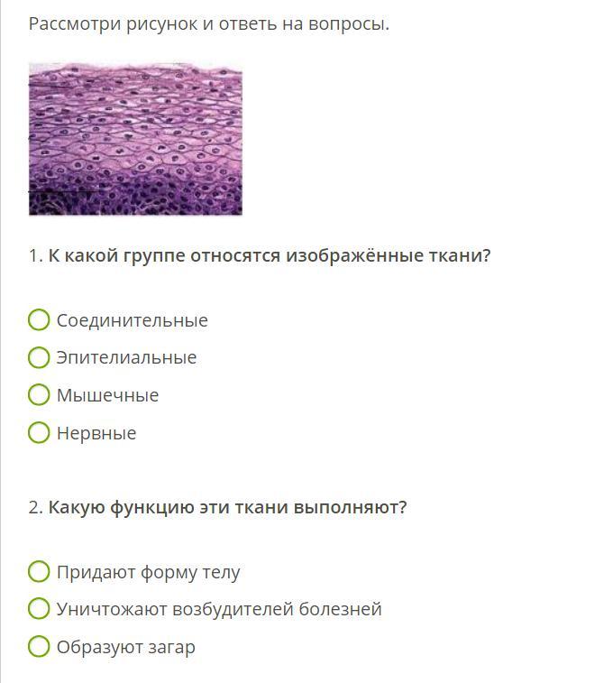 К какой группе тканей. Какой группе тканей относится изображенный на рисунке ткани. Какой группе тканей принадлежат изображённые на рисунке ткани. Эпителиальные ткани к какой группе относятся. К какой группе тканей относится.