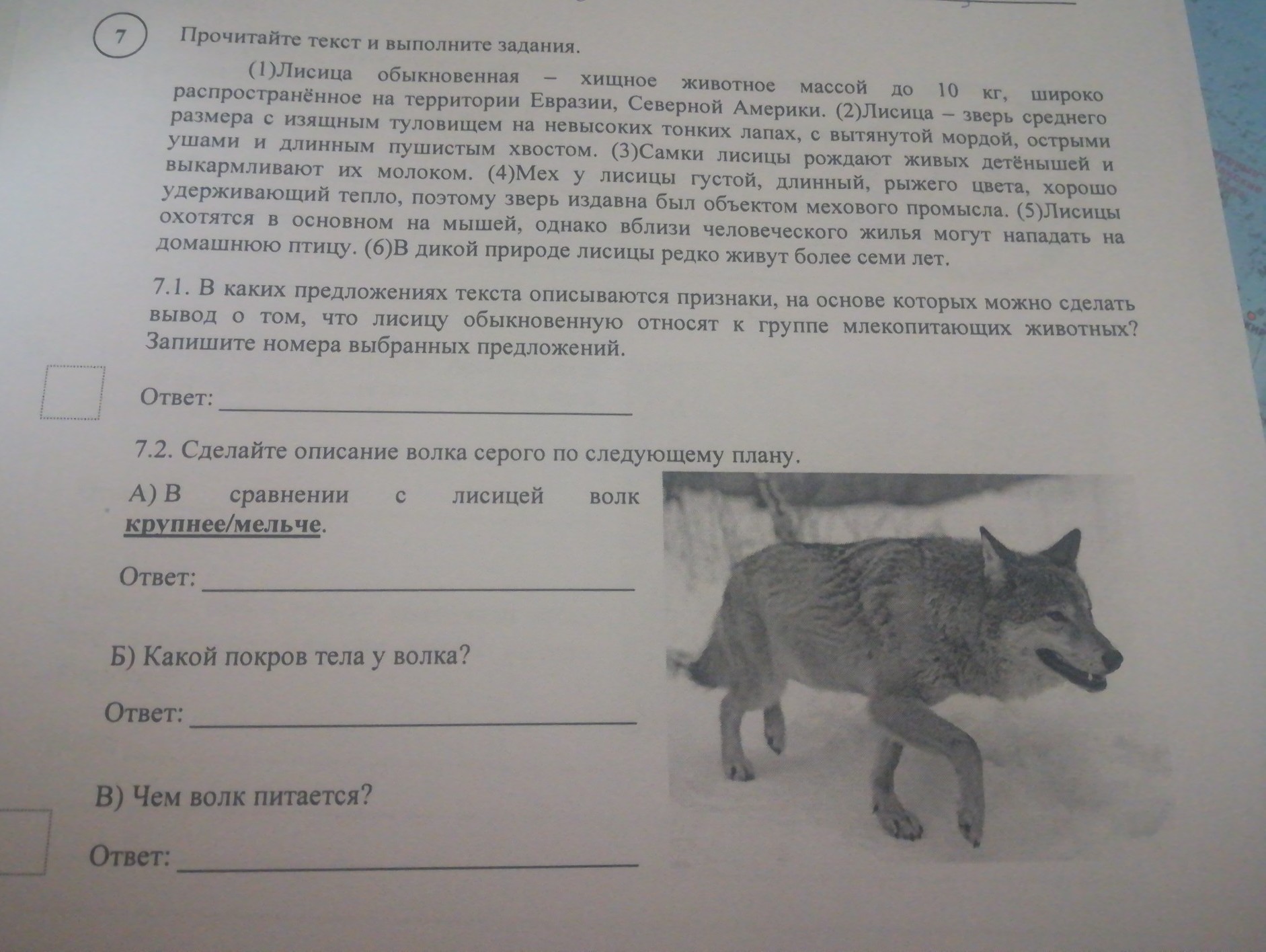 Задание 4 впр по биологии 5 класс. Волк задания. Сделай описание волка серого по следующему плану. Прочитайте текст и выполните задания. Прочитать текст и выполнить задание.