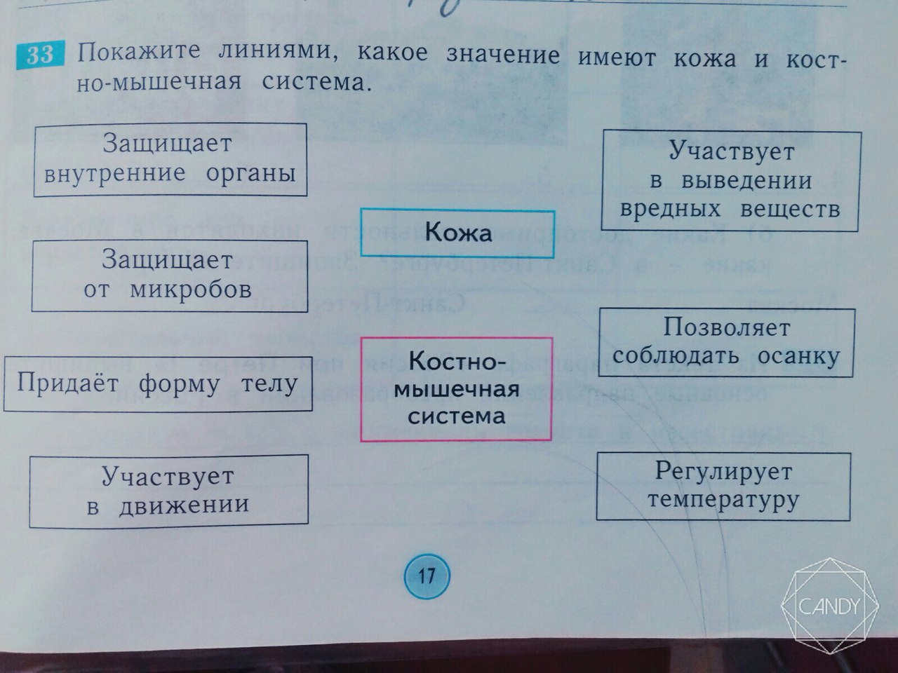 Какое значение имеет кожица. Линиями какое значение имеет кожа и костно мышечная система. Покажи линиями какое значение имеют кожа и костно мышечная система. Какое значение имеет какое значение имеет кожа. Какое значение имеет кожа? Ответ для 3 класса.