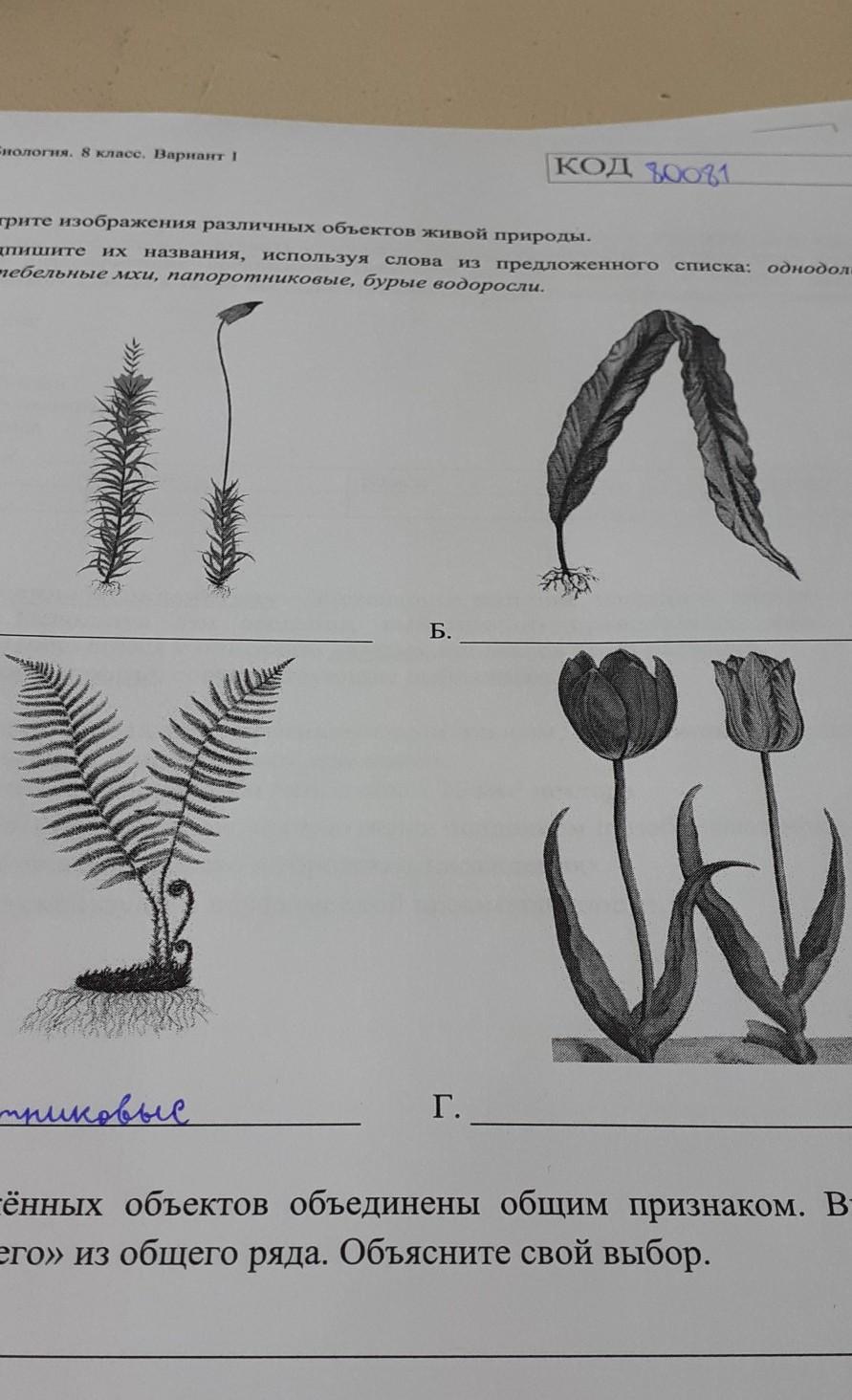 Впр биология 7 класс 1 вариант рассмотрите изображения различных объектов живой природы