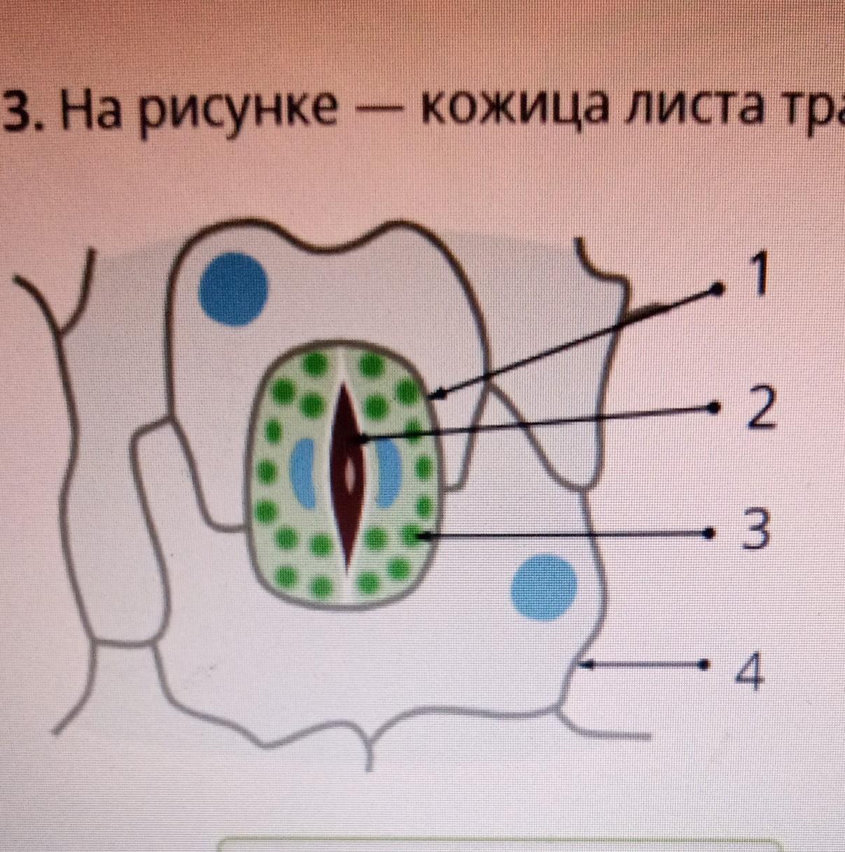 На рисунке представлены разрезы семени двудольного растения что изображено на рисунке под номером 4