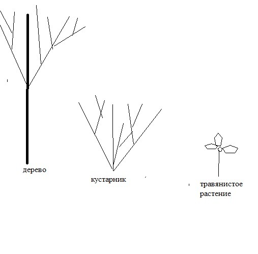 Дерево кустарник травянистое растение нарисовать
