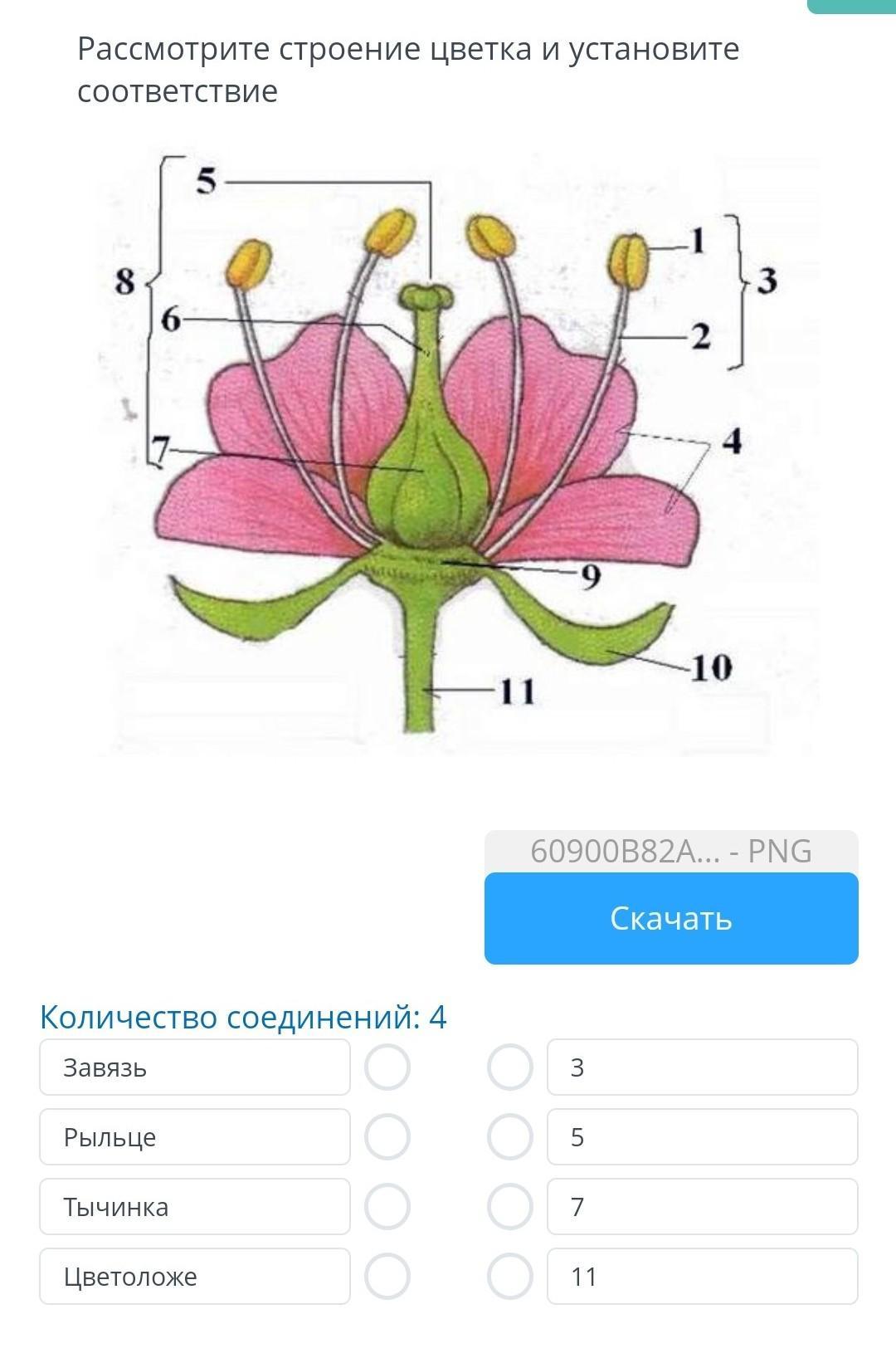 Рассмотрите структуру. Петуния строение цветка схема. Строение цветка яблони схема. Строение цветка биология. Строение строение цветка.