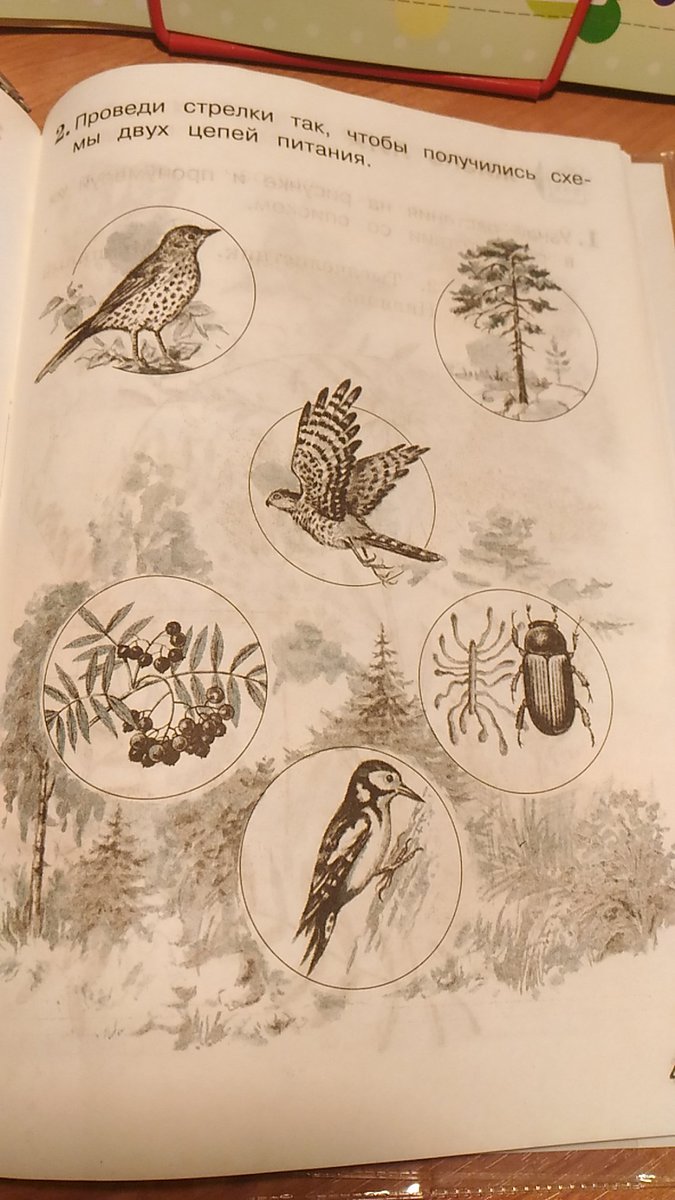 цепь питания глухаря