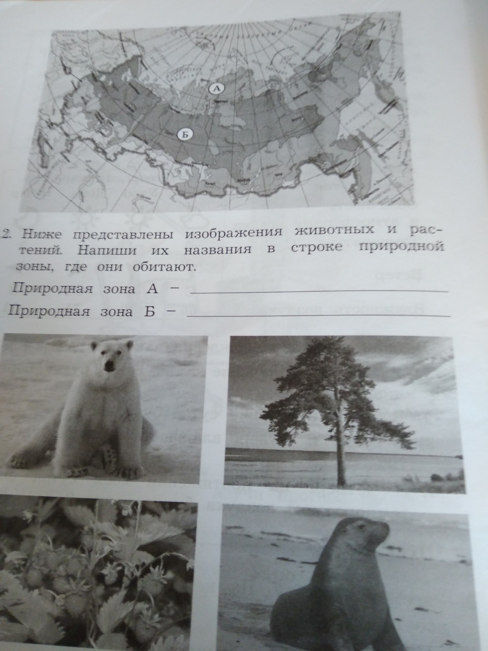 Рассмотри представленные. Запиши название каждой природной зоны. Запиши название каждой природной зоны в соответствующие строки. Запиши названия природных зон в отведенное поле. Запиши название каждой природной зоны с ответами.