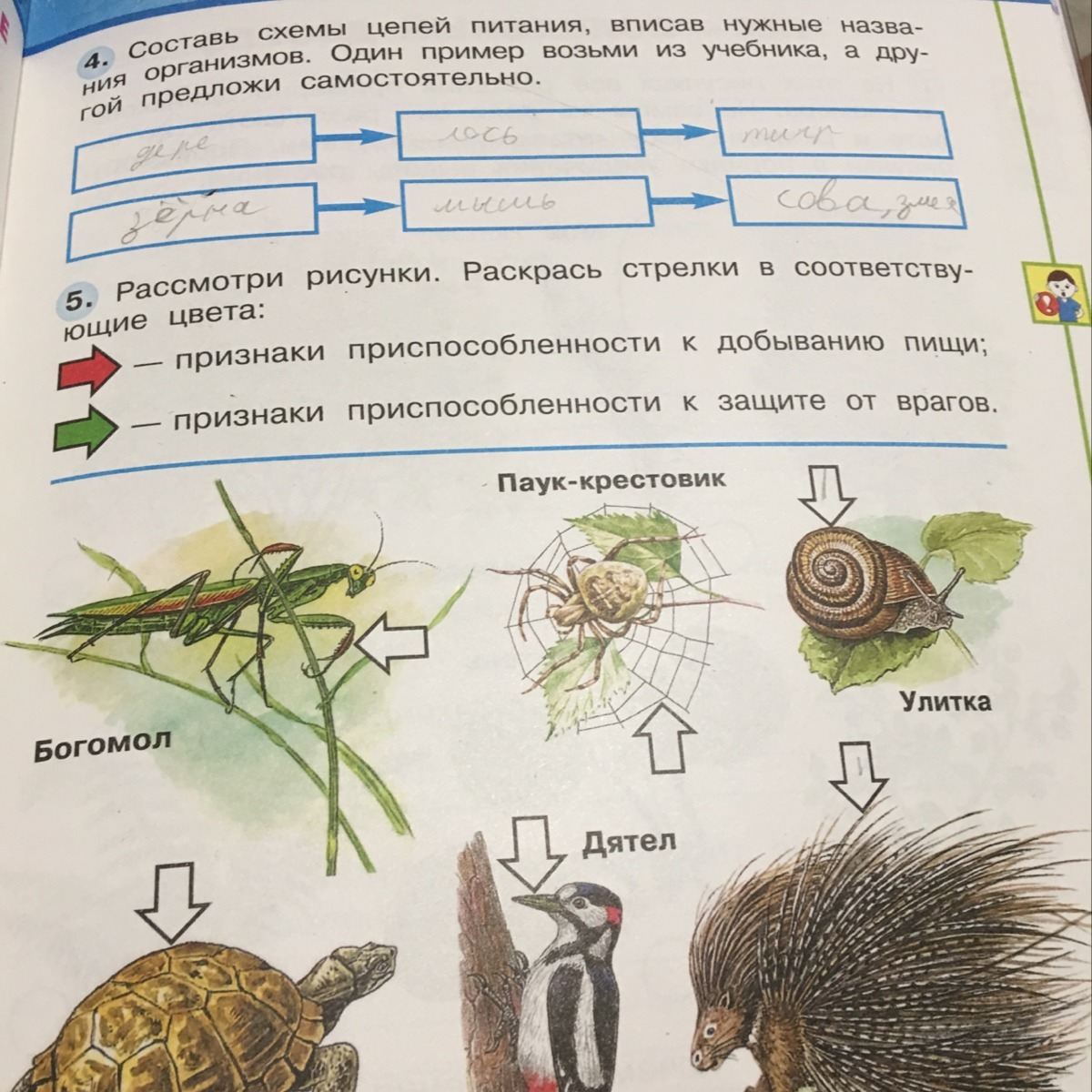 Впиши соответствующие. Составь схему цепи питания. Рассмотри рисунки раскрась стрелки в соответствующие цвета. Составь схемы цепей питания вписав нужные названия организмов. Рассмотрим рисунки раскрась стрелки в соответствующие.