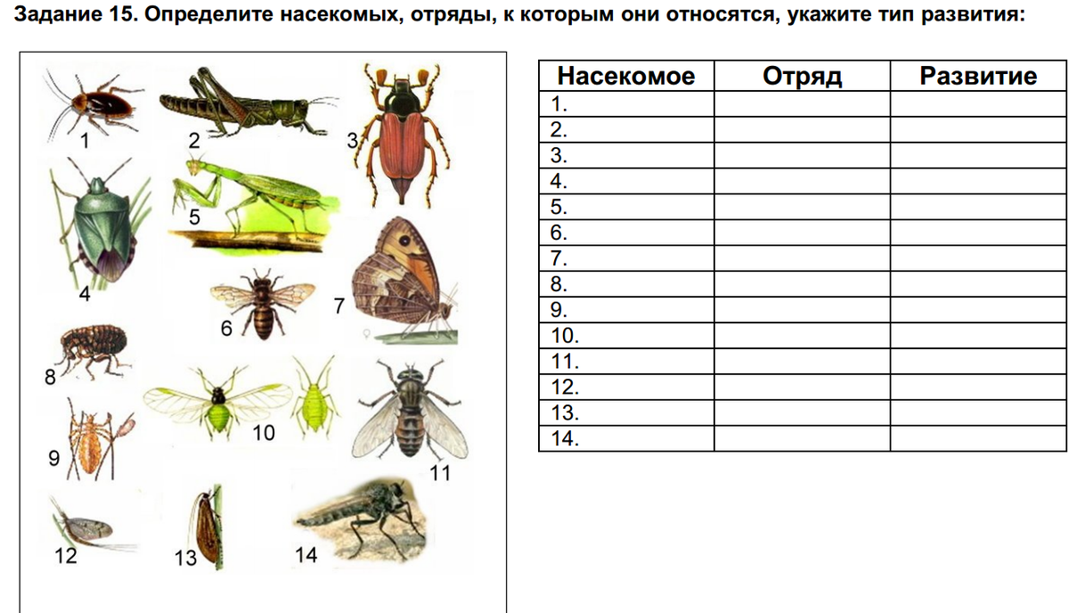 Определить насекомое по картинке