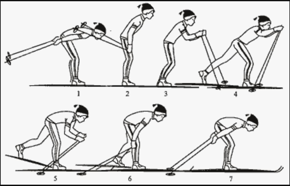 Основного хода. Попеременный одношажный ход. Одношажный лыжный ход. Одновременный одношажный ход на лыжах техника. Попеременный одношажный ход на лыжах.