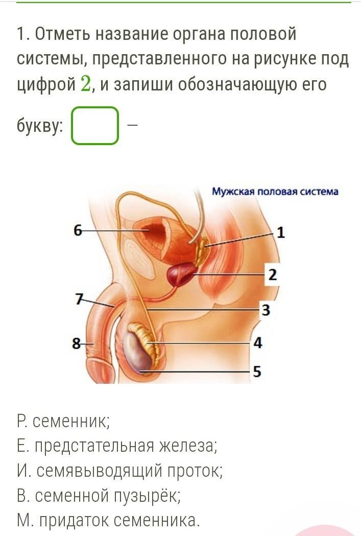 Мужской врач по половым органам как называется. Половой орган название. Половая система органы. Мужская половая система.