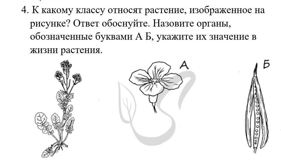 Определите к какому отделу и какому классу относят изображенное на рисунке растение укажите