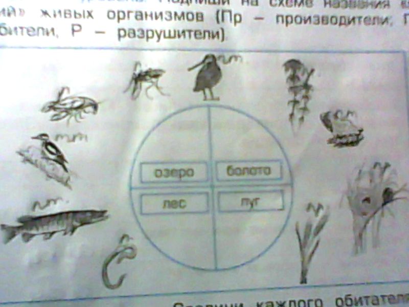 Организмы производящие. Профессии живых организмов. Соедини каждого обитателя с его экосистемой. Соедини стрелками обитателей экосистем с названиями их профессий. Профессии живых организмов 3 класс.