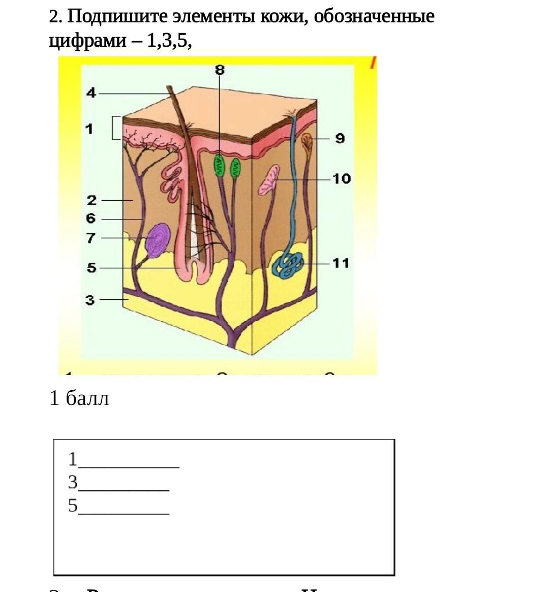 Подпиши элементы рисунка. Подпишите элементы кожи обозначенные цифрами. Подпишите элементы кожи обозначая обозначенные цифрами. Элементы кожи обозначенные цифрами.