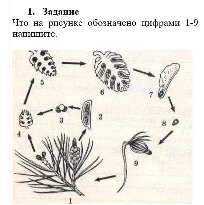 Под какими цифрами на рисунке указаны. Что обозначено цифрами на рисунке?. На рисунке цифрой 1 обозначен. Что на этом рисунке обозначено. Что обозначено на рисунке под цифрами 1-9.