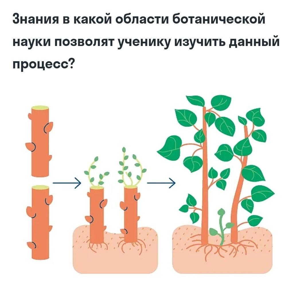 Ботаническая наука изучающая размножение растений. Знания какой Ботанической науки фотосинтез. Какая Ботаническая наука позволяет изучить процесс фотосинтеза. Ботанические науки 6 класс. Области Ботанической науки 6 класс.