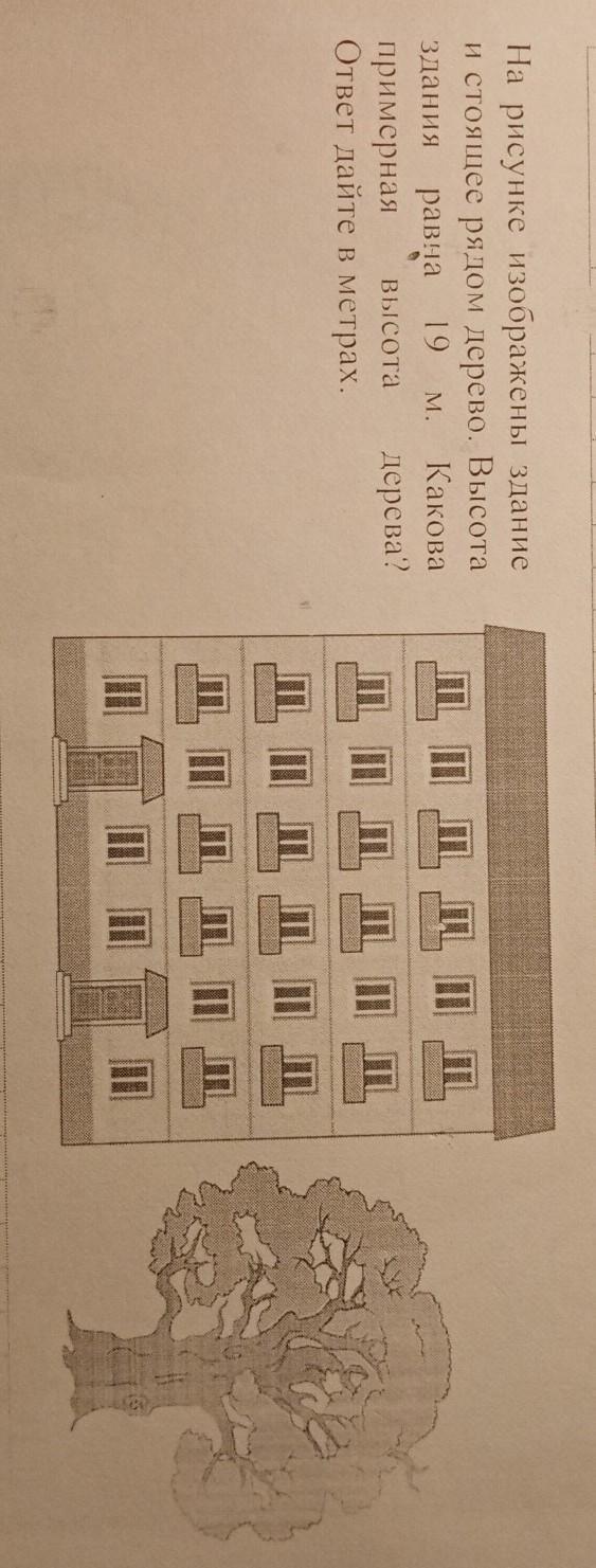 На рисунке изображены здание и стоящее рядом дерево высота здания равна 7 метров какова примерная