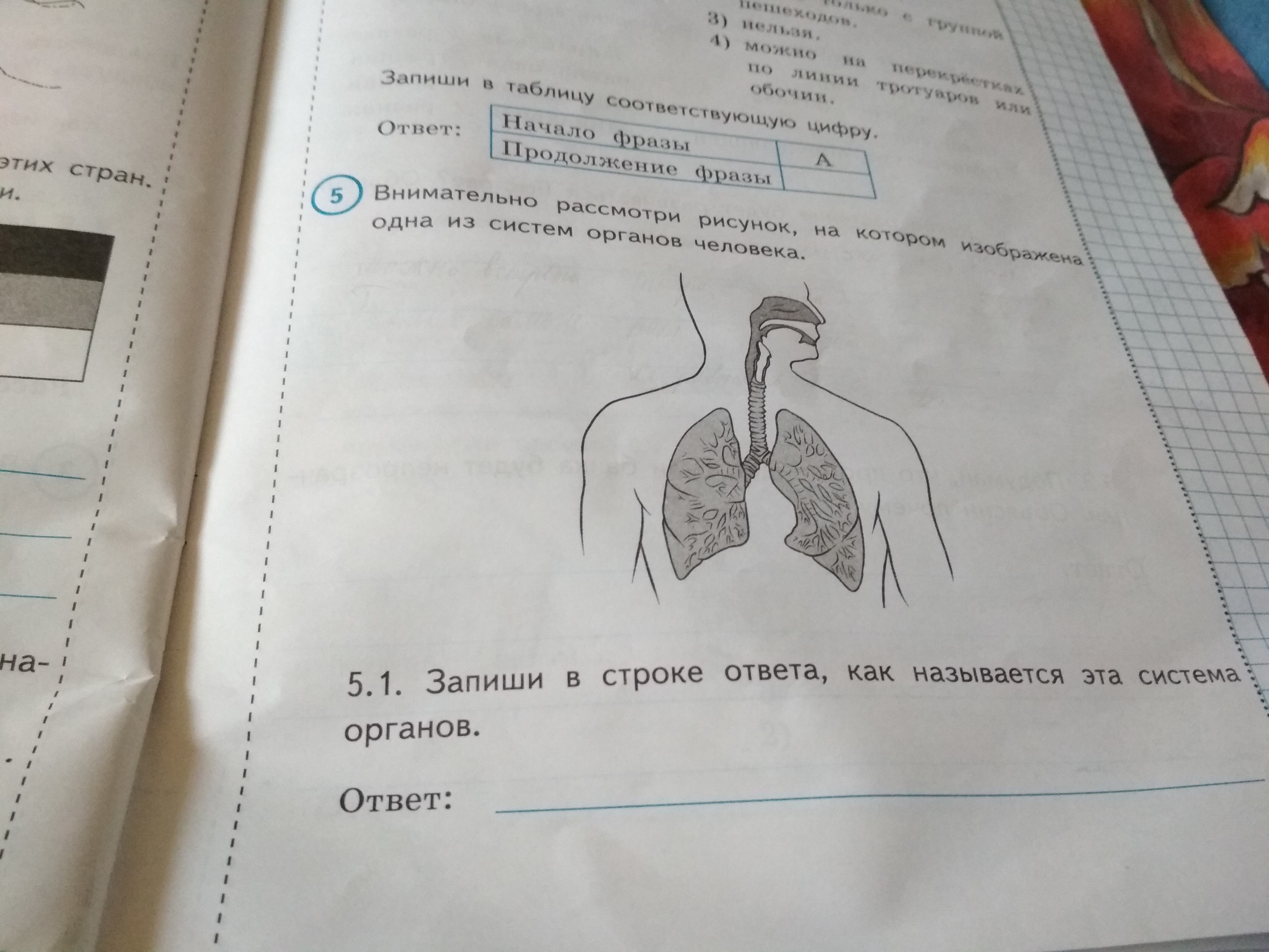 Рассмотрите рисунок и ответьте на вопросы какая система органов изображена на рисунке ответы