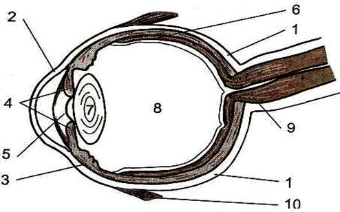 С помощью рисунка опишите. Рассмотрите схематический рисунок строения глаза. Рассмотрите схематично рисунок глаза. Рассмотрите схематический рисунок строения глаза подпишите. Рассмотрите схематично рисунок строения глаза.