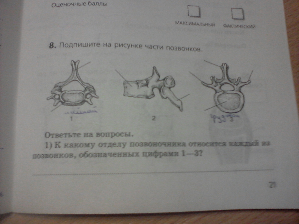 Что изображено на каждом из рисунков. Рассмотрите рисунок укажите каких позвоночных изображен под цифрой 1.