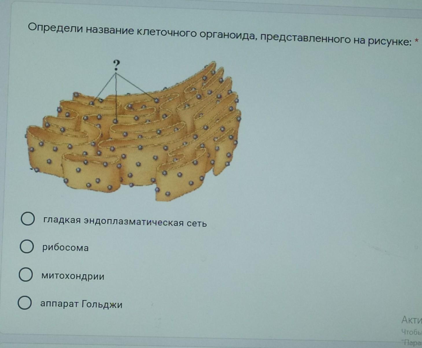 Отметьте органоиды на рисунке. Определи название клеточного органоида, представленного на рисунке:. Найди название клеточного органоида, представленного на рисунке:. Определи название клеточного органоида,. Отметь название клеточного органоида представленного на рисунке.