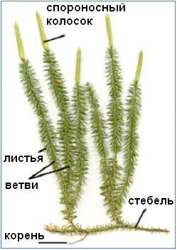 Даны изображения плауна годичного и хвоща полевого рассмотри и дополни предложения ответь на вопрос