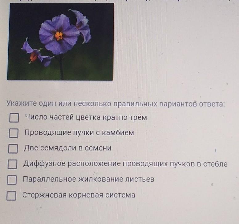 Определите особенности характерные для изображенного на рисунке представителя класса двудольные