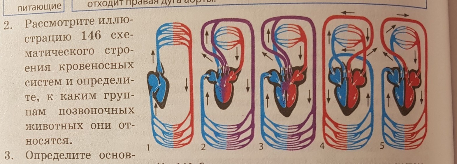 Рассмотрите комплект рисунков кровеносной системы позвоночных животных назовите