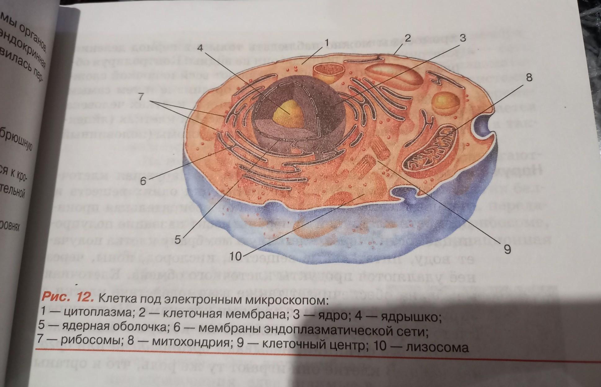 Клеточное строение организма 8 класс. Строение клетки 8 класс. Строение клетки на английском. Строение клетки шпаргалка.