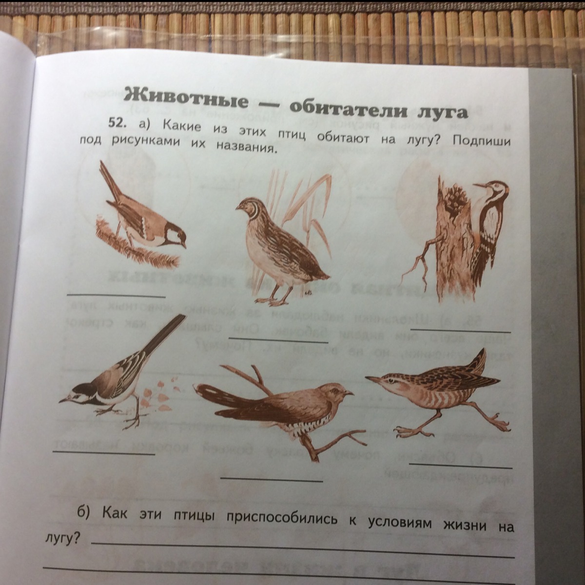 Название птиц окружающий мир. Птицы обитатели Луга. Подпиши названия этих птиц. Птицы которые живут на лугу. Какие из этих птиц обитают на лугу.